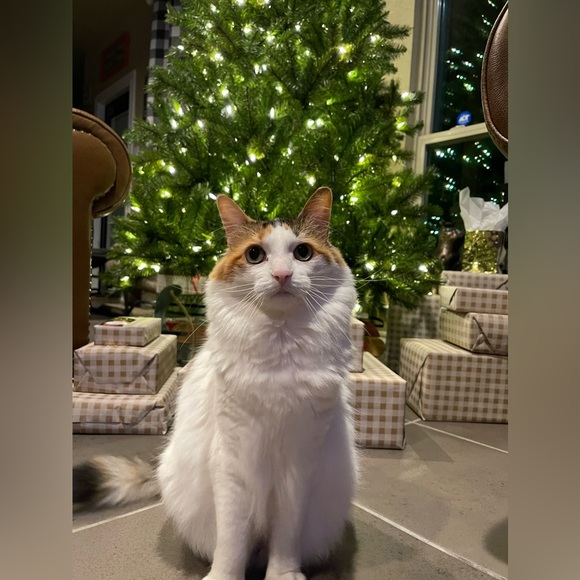 Meet your Posher, Jen - Picture 6 of 14